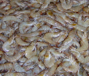 30 g shrimp_ice 2