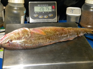 red drum 2