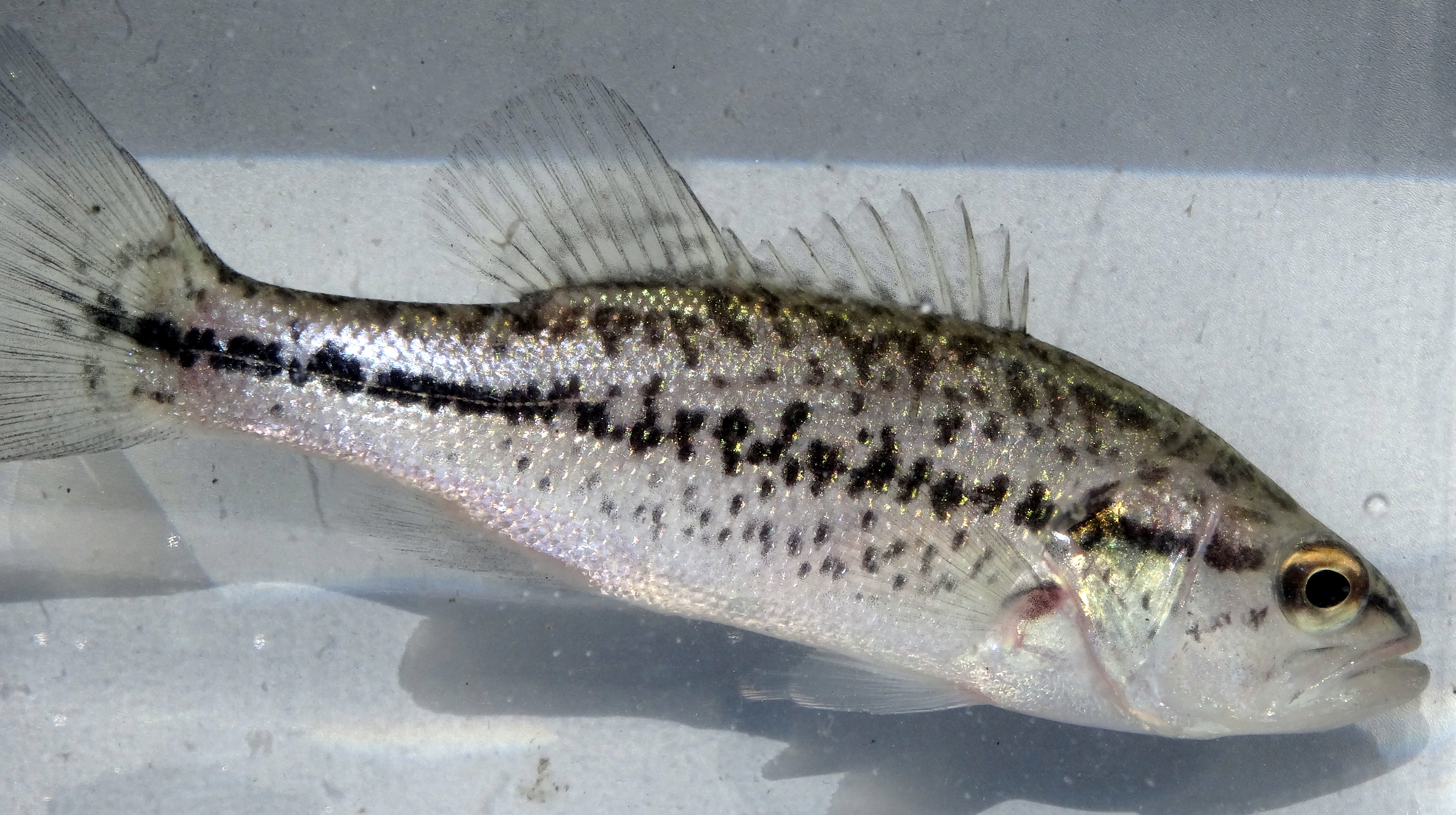 Largemouth Bass - Aquaculture, Fisheries, & Pond Management