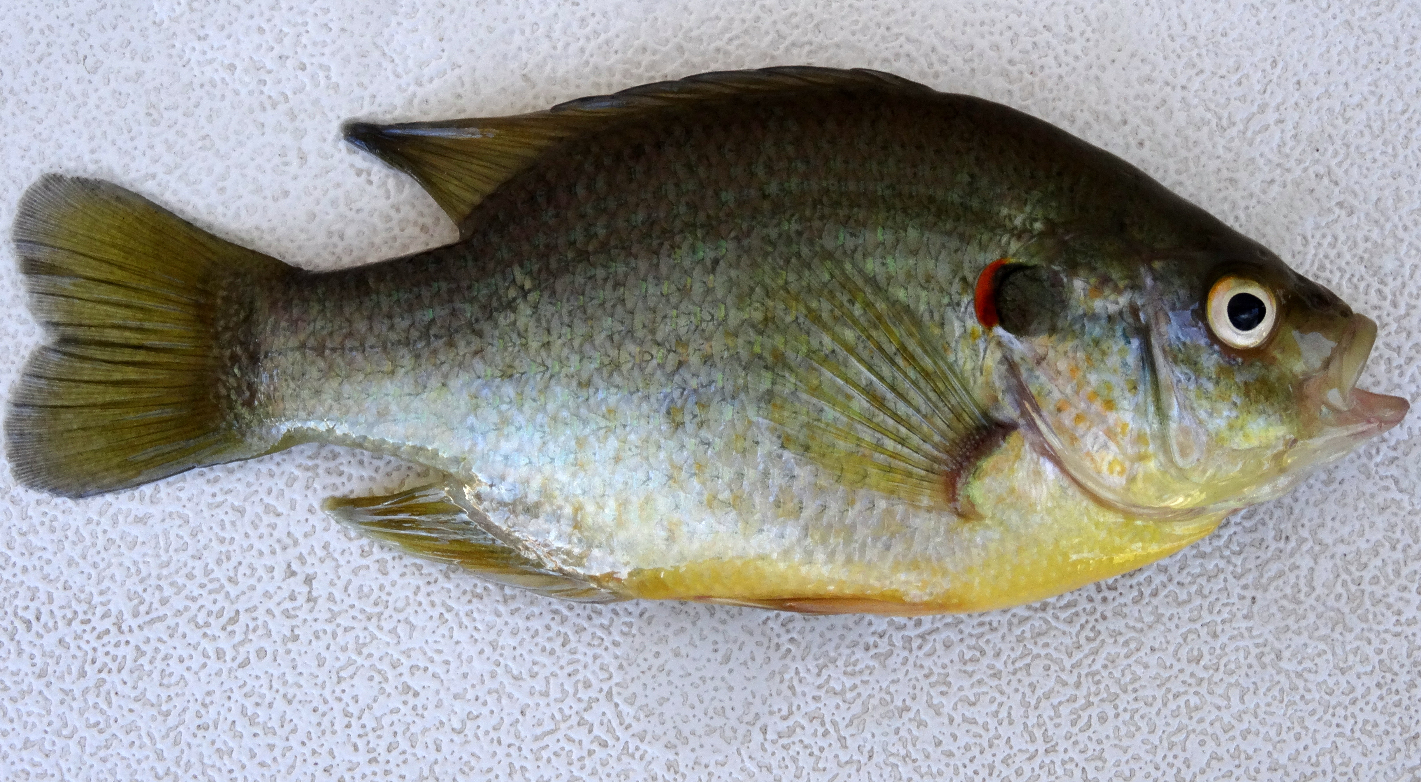 Redear Sunfish - Aquaculture, Fisheries, & Pond Management