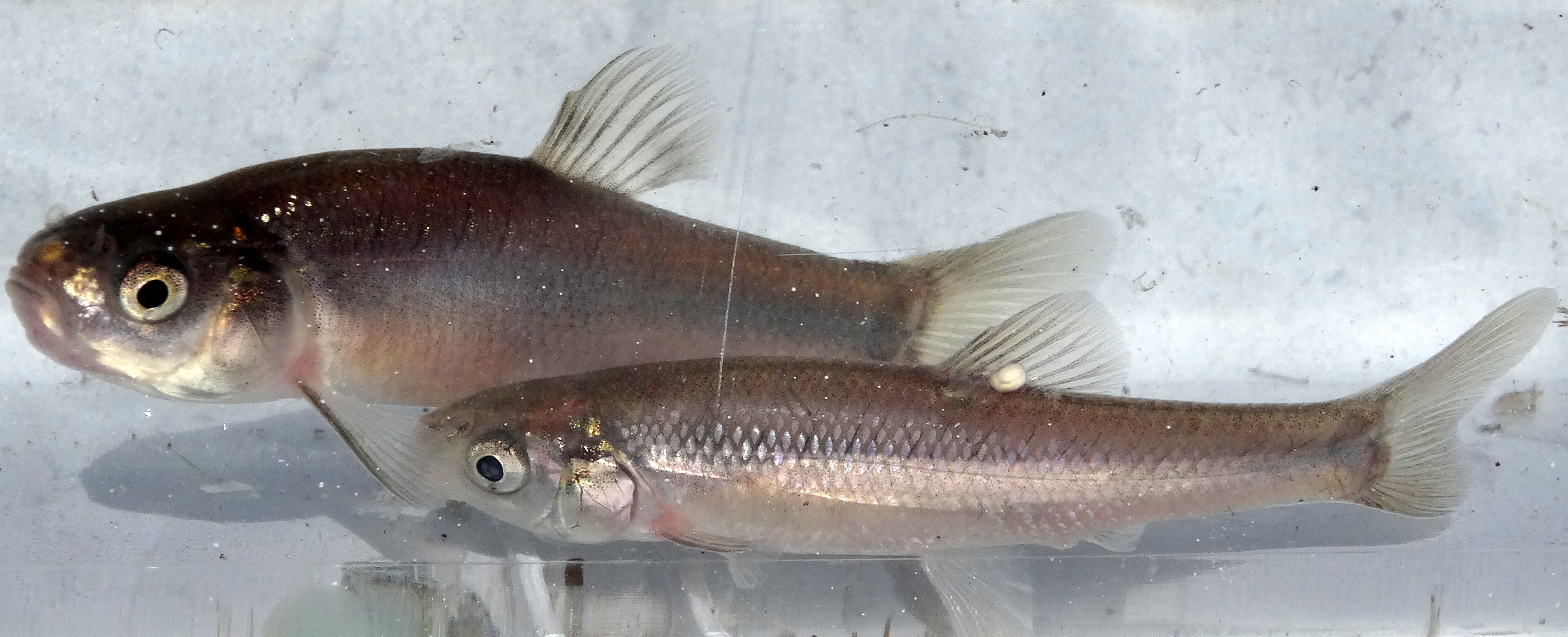 An excellent forage fish **Fathead Minnow