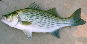 How to Catch Hybrid Striped Bass  