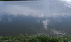 pond 31