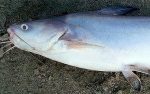 Blue Catfish Species Profile