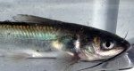 Channel Catfish Species Profile
