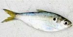 Threadfin Shad Species Profile