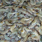 penaeid-shrimp-production