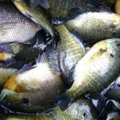 sunfish-shad-and-other-forage-species