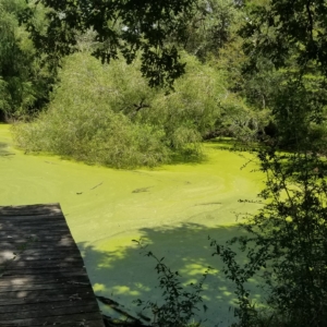 Large pond – 2